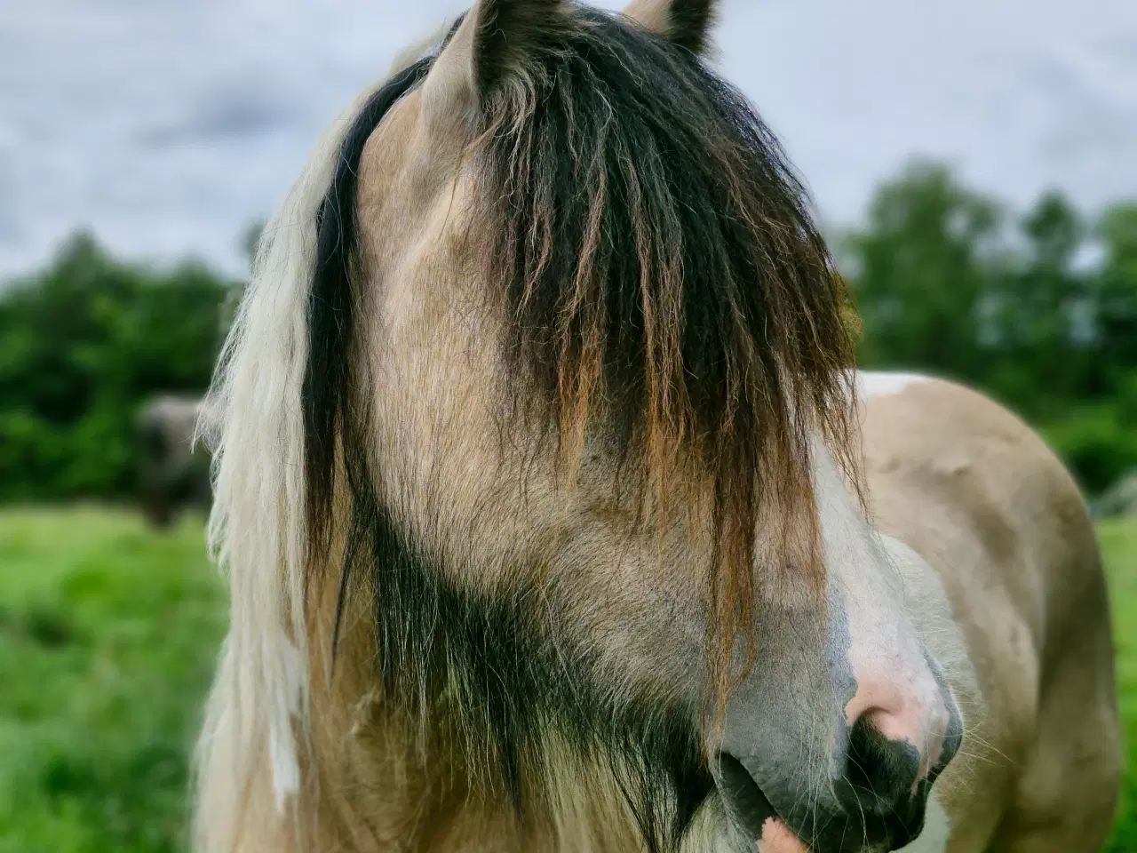 Billede 3 - Smuk Irish Cob hoppe