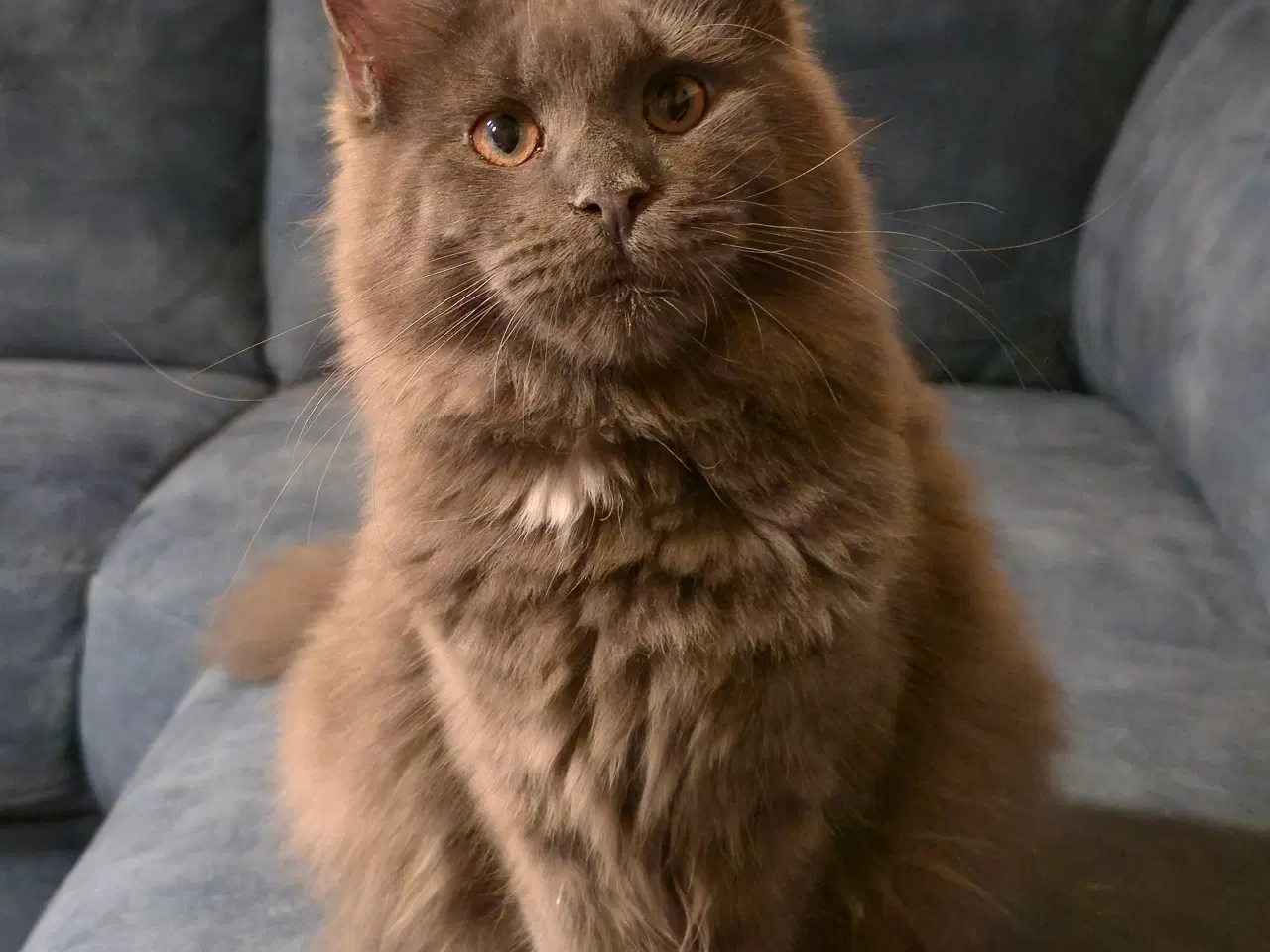 Billede 1 - Sød, stor pige.