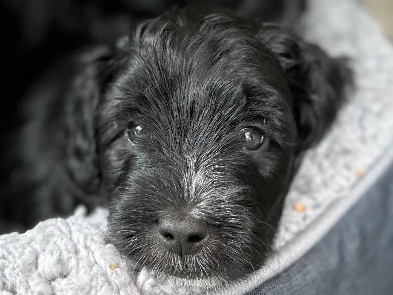Billede 1 - Sort Mini Doodle (Goldendoodle)
