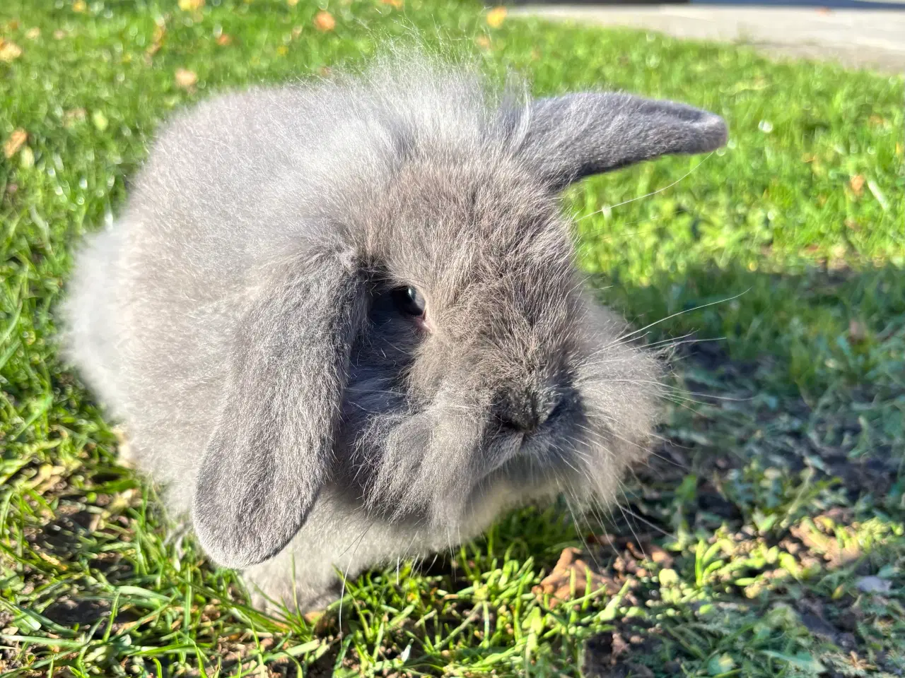 Billede 1 - Søde kaninunger sælges