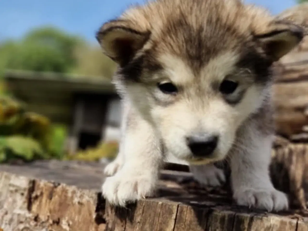 Billede 5 - Alaskan Malamute hvalpe til salg –smukke og sunde!
