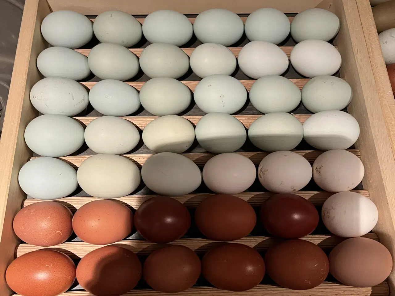 Billede 2 - Kyllinger af blanding 