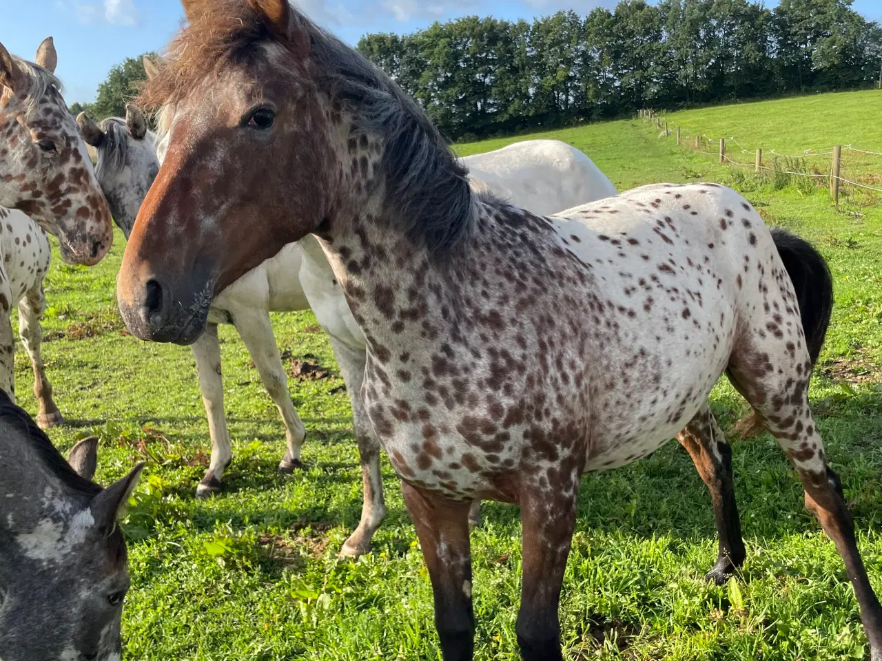 Billede 1 - Knabstrupper pony føl