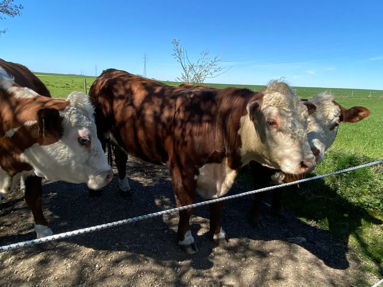 Billede 3 - Hereford tyr søger nye damer 