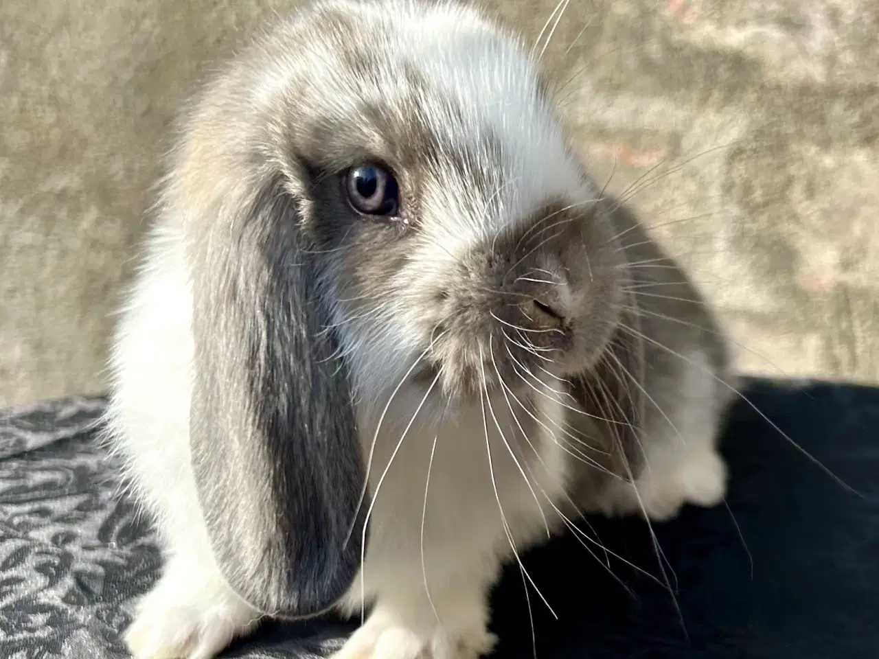 Billede 4 - Super søde kaninunger