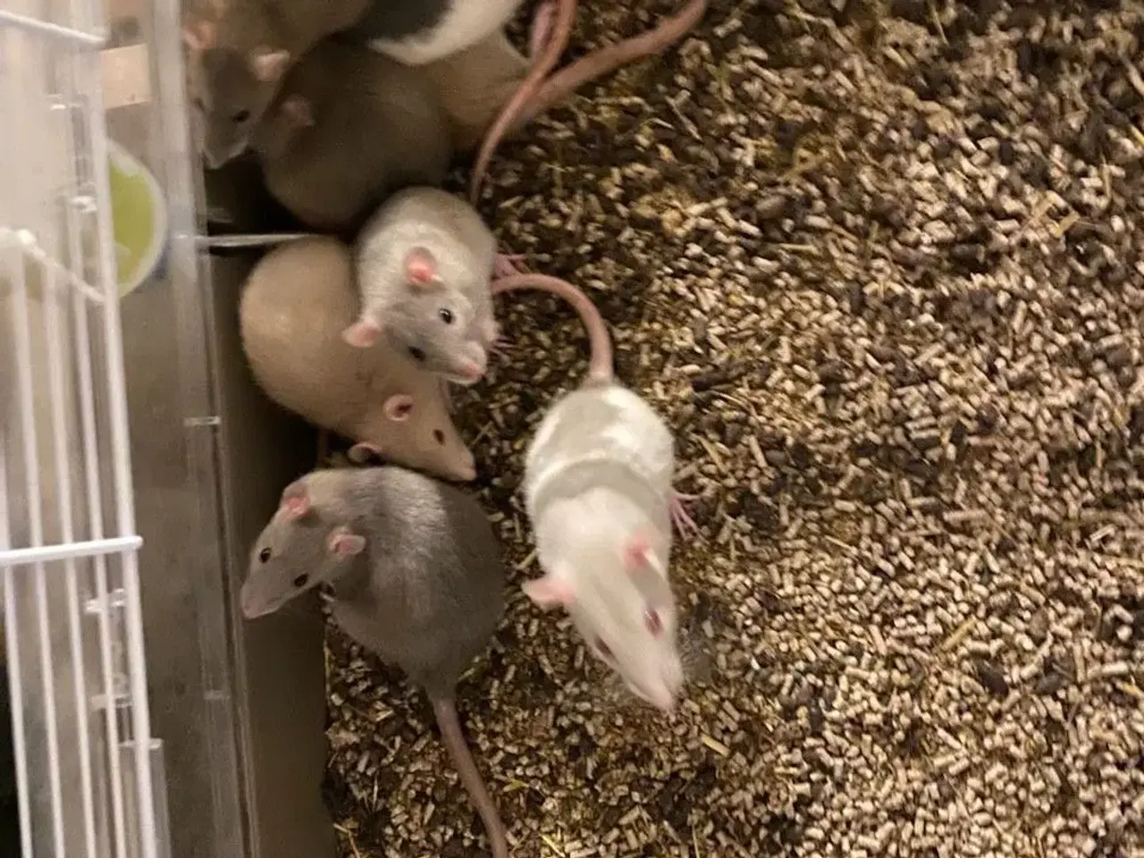 Billede 1 - Mus og rotter