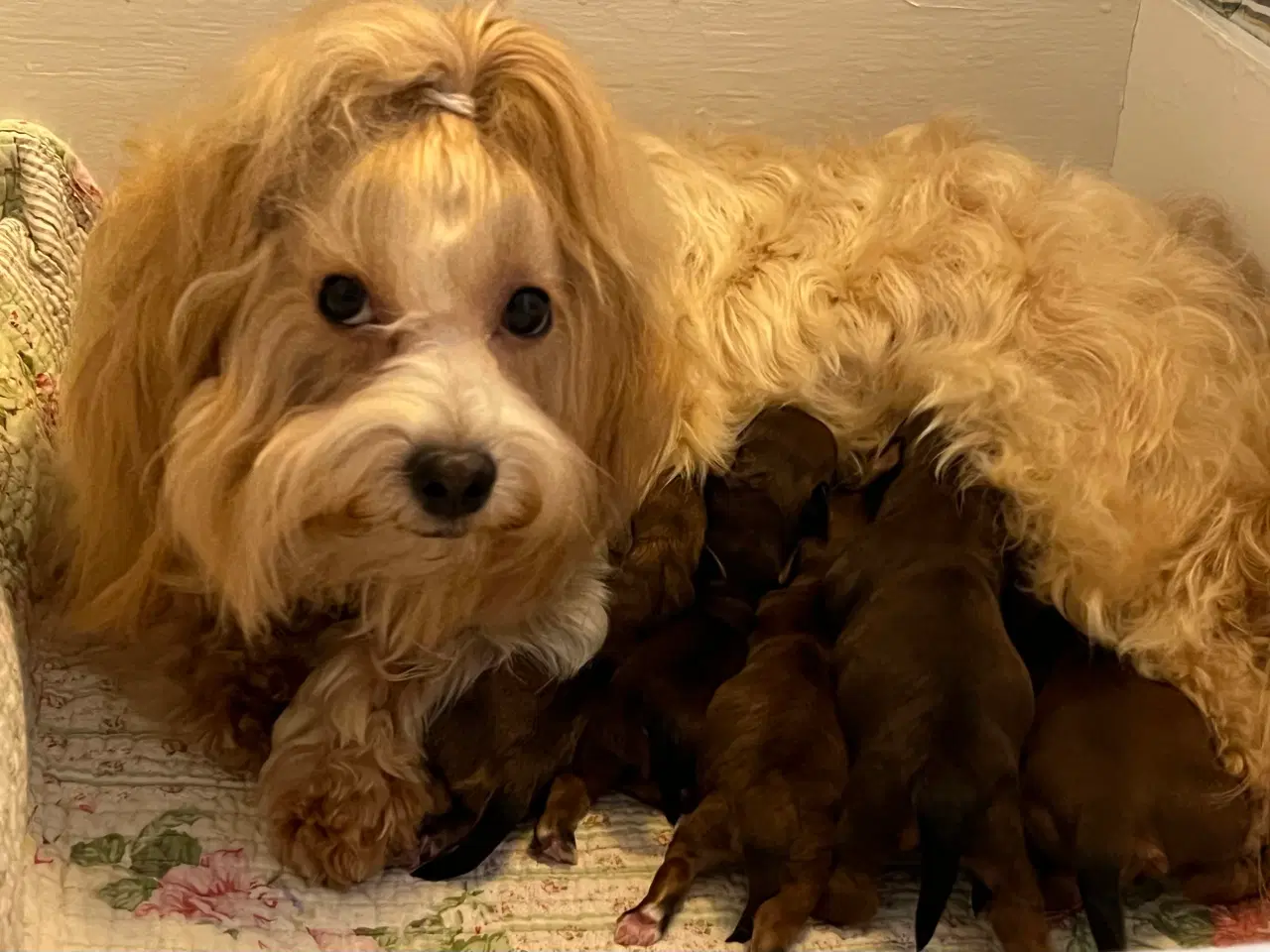 Billede 3 - ❣️Sødeste Bichon Havanais ❣️