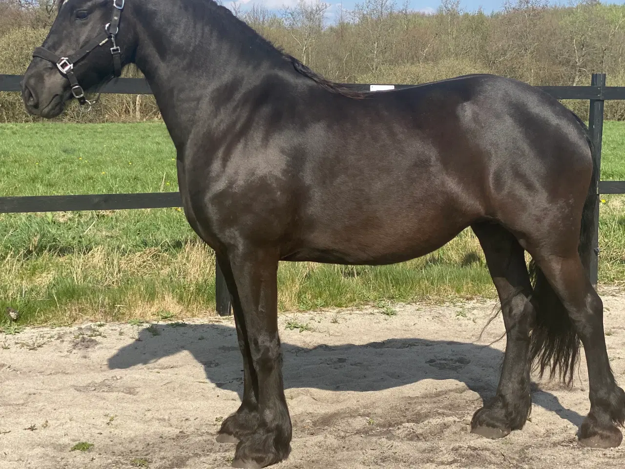 Billede 1 - Smuk barock frieser hoppe  