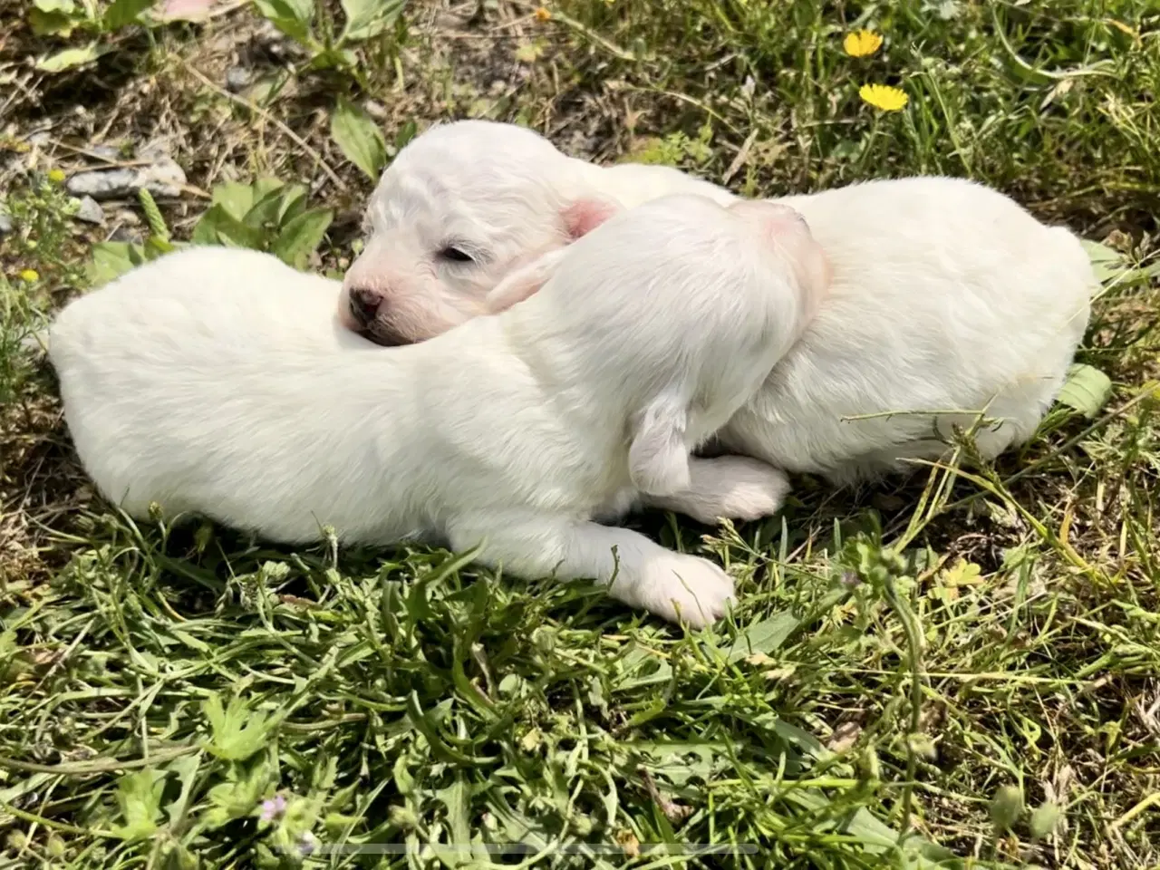 Billede 5 - Allergivenlige hundehvalpe Malteser / Bolognese