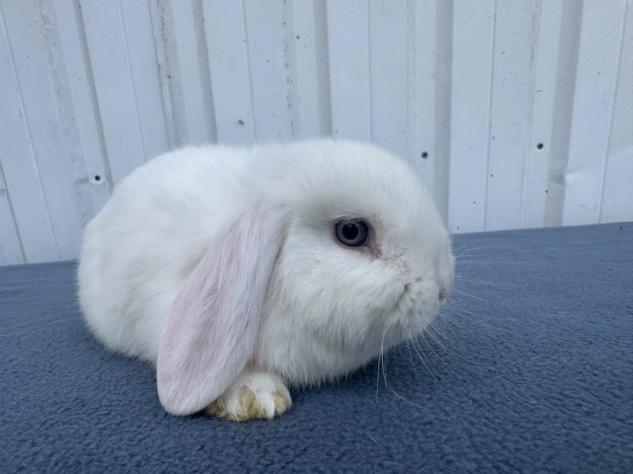 Billede 9 - Dværgvædder salgsklare hunner