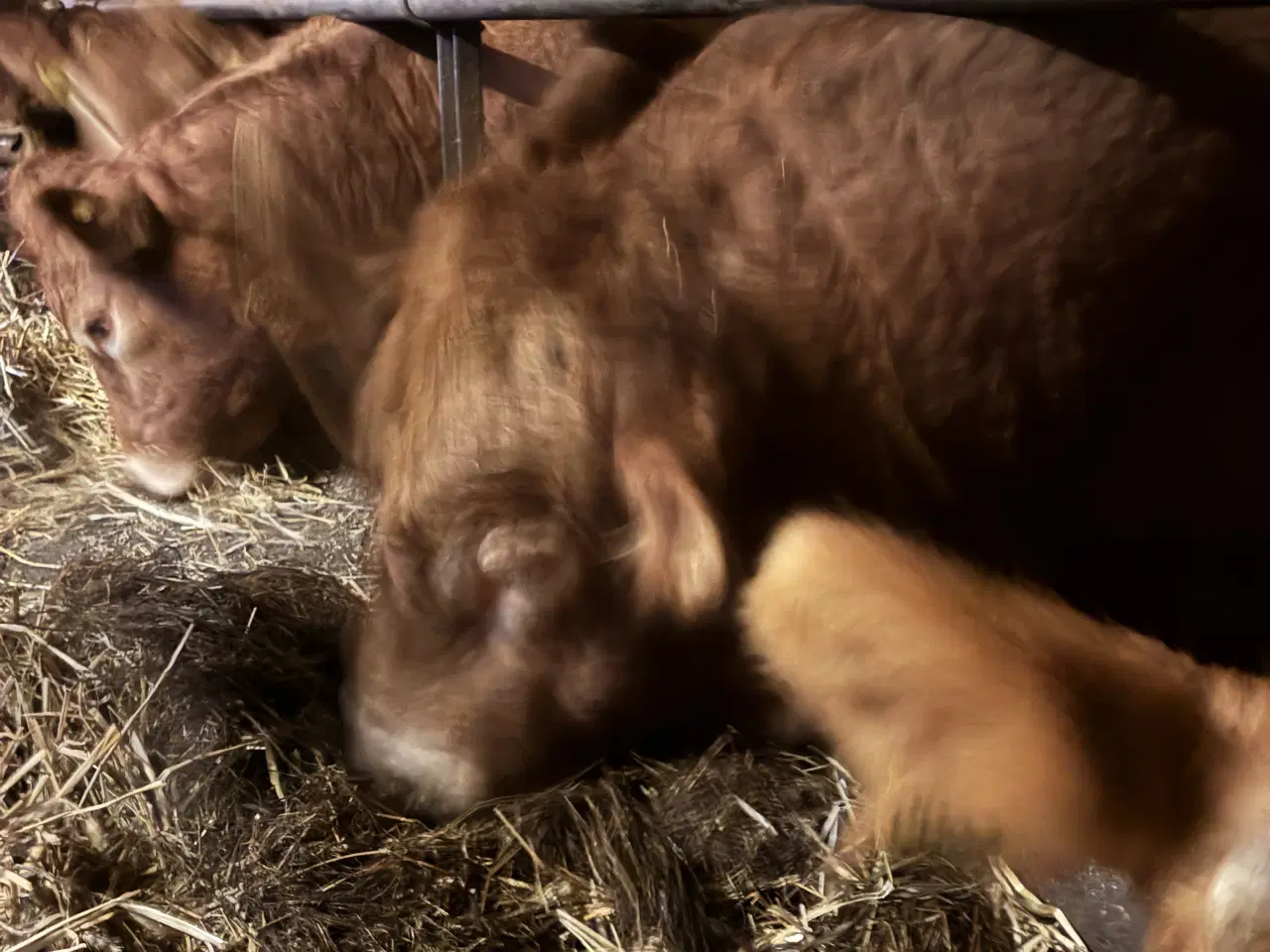 Billede 2 - Limousine tyr