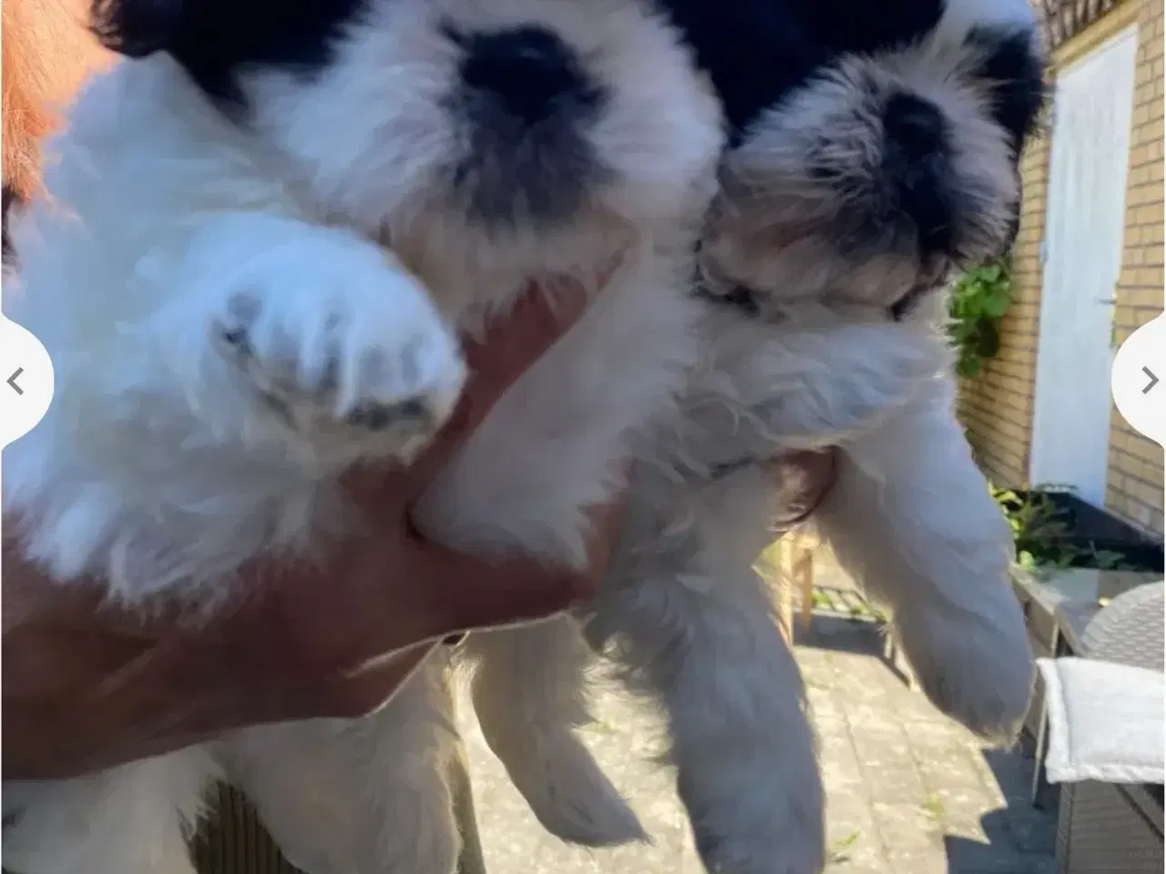 Billede 4 - Shih Tzu Hvalpe søger sin nye familie!