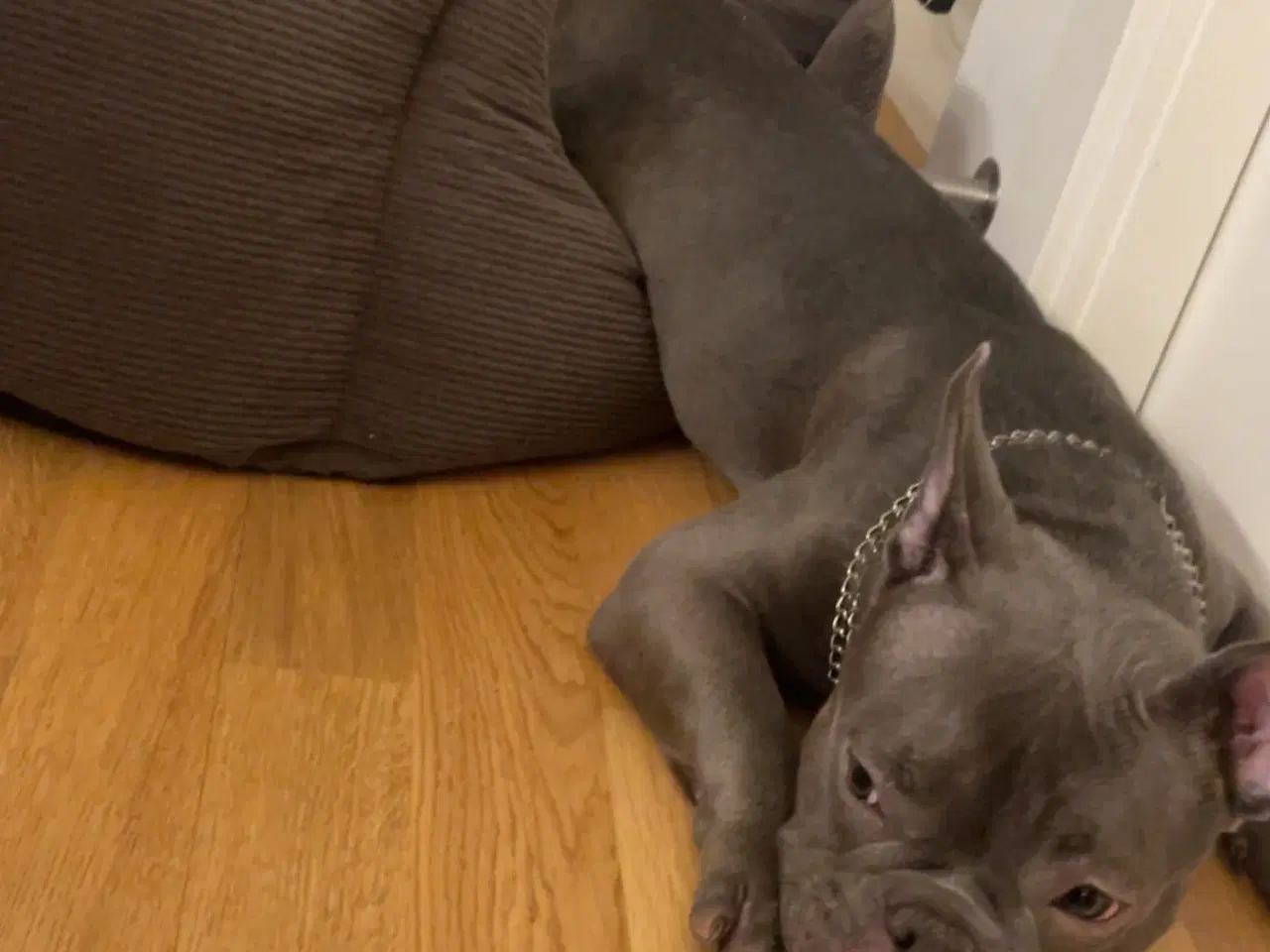 Billede 2 - American Bully micro