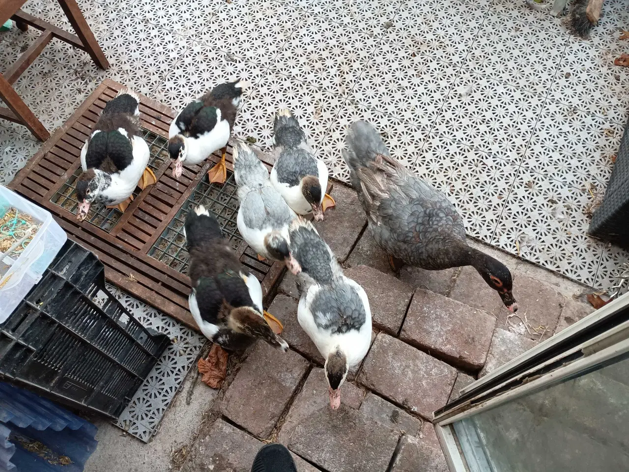 Billede 3 - Ællinger / ænder