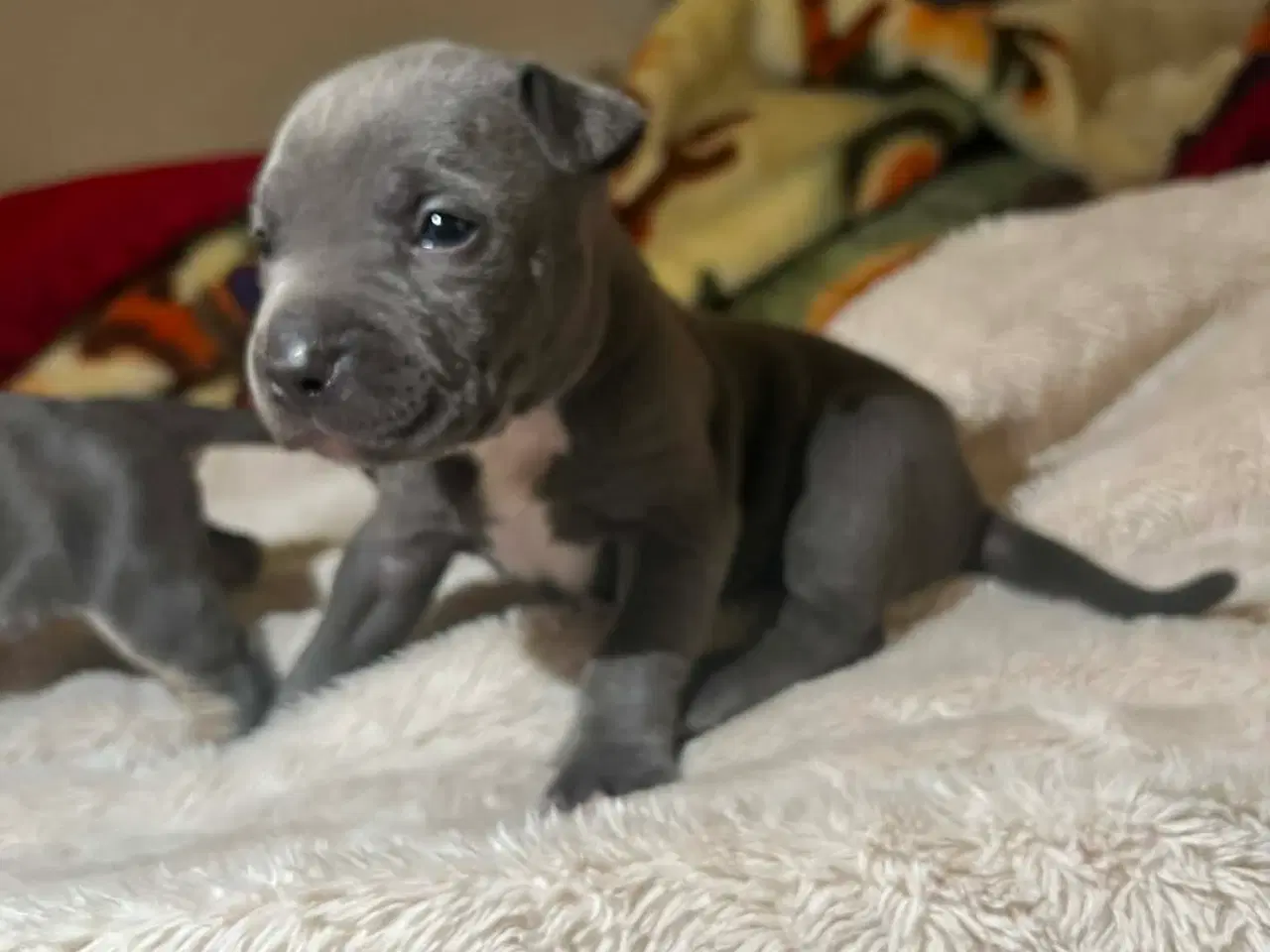 Billede 10 - American bully hvalpe 🐶 