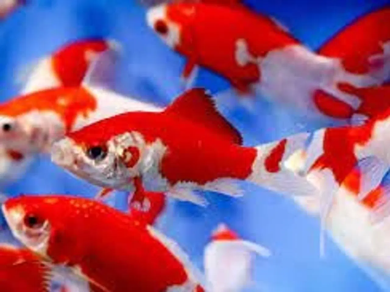 Billede 1 - SARASA GULDFISK ((10-11 CM)) FÅ MÆNGDE RABAT