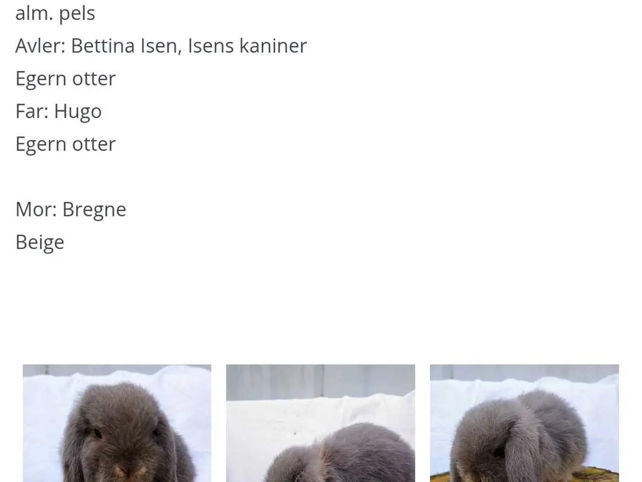 Billede 4 - Smuk minilop kanin, hun