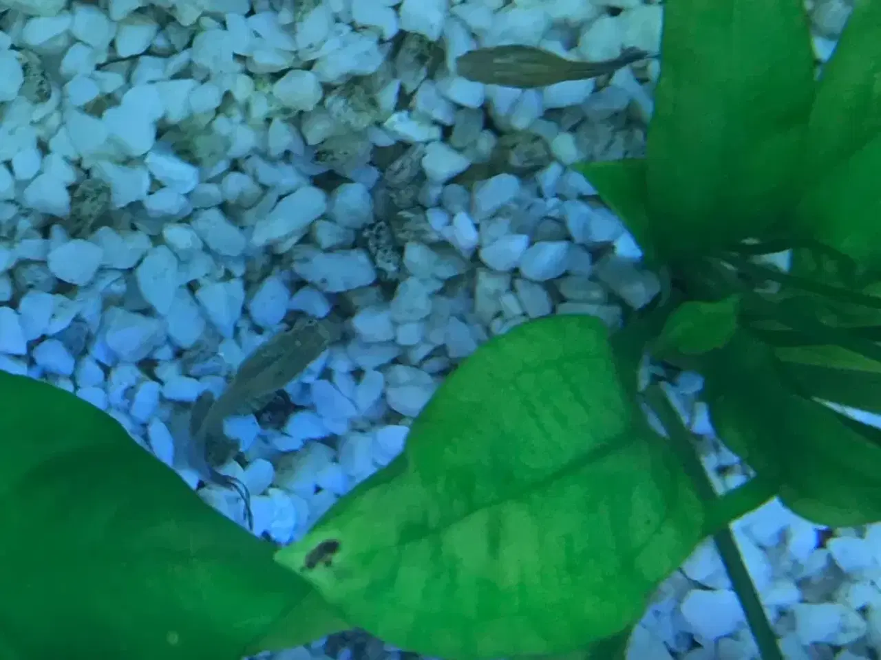 Billede 3 - EGET AVL sunde guppy