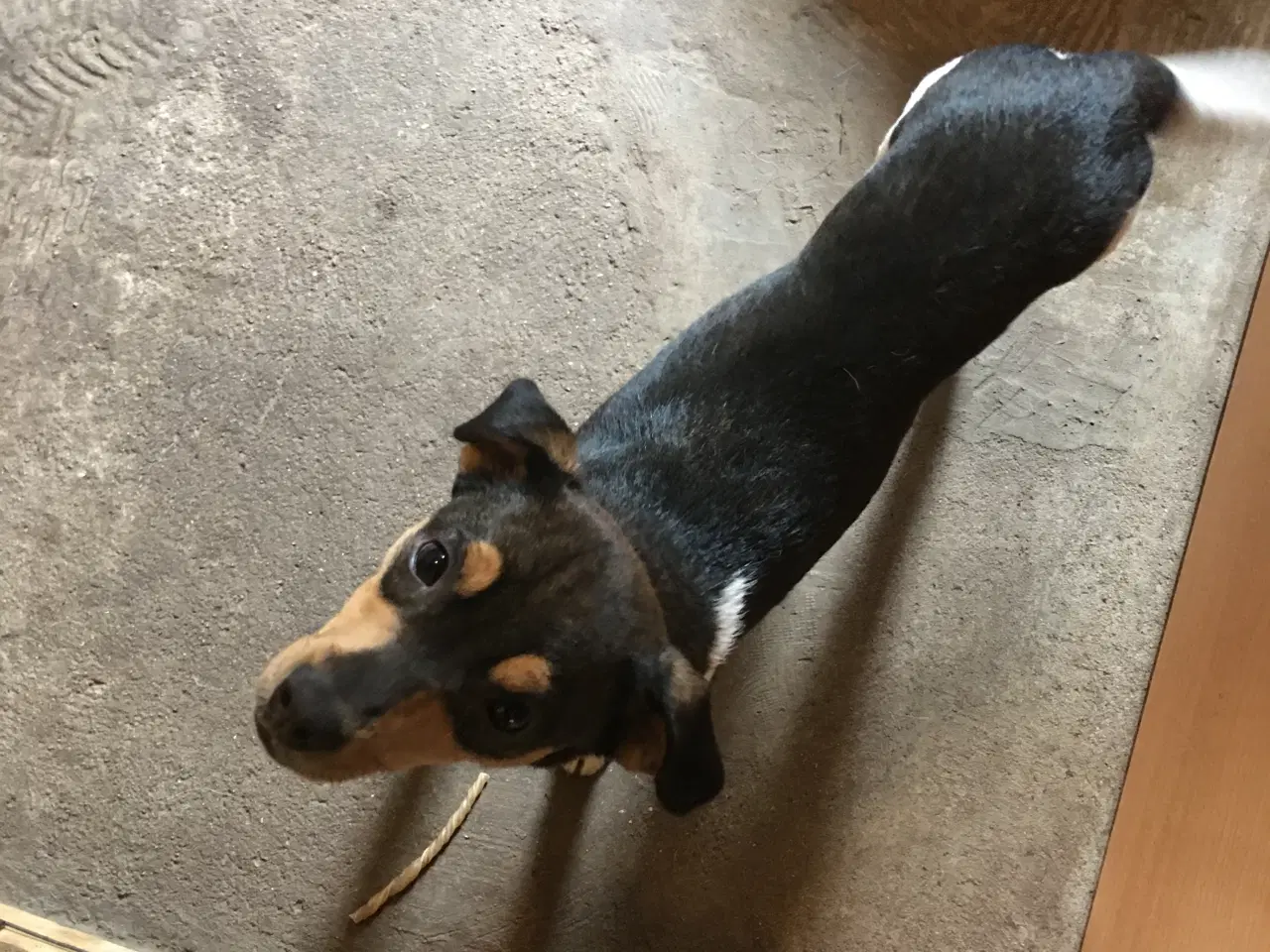 Billede 2 - Dansk Svensk Gårdhundehvalp-