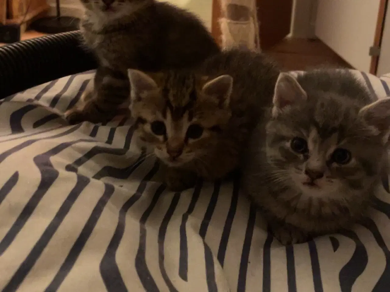 Billede 8 - Killinger halv ragdoll