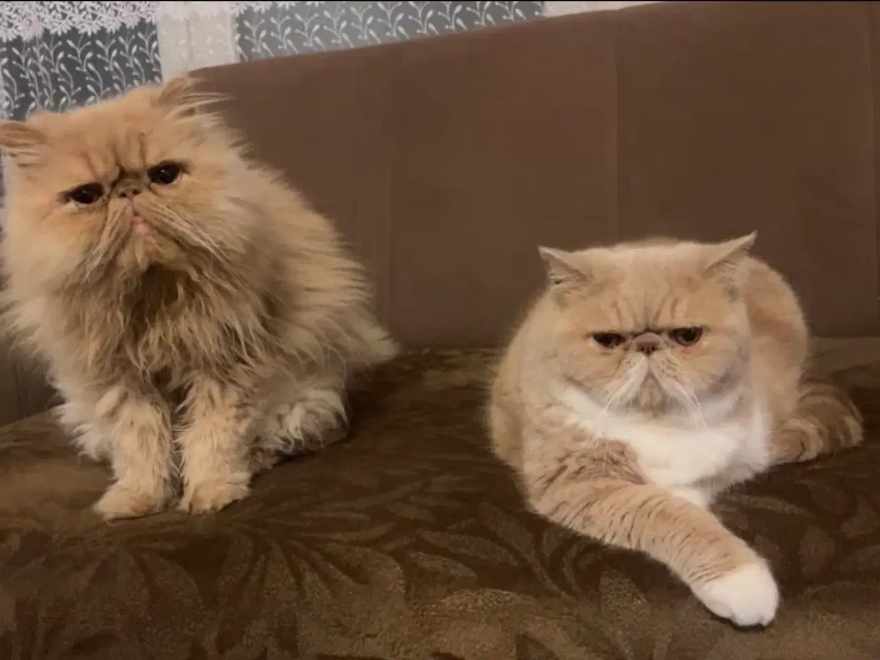 Billede 1 - De to kærligeste perserdrenge søger nye madslave❤️