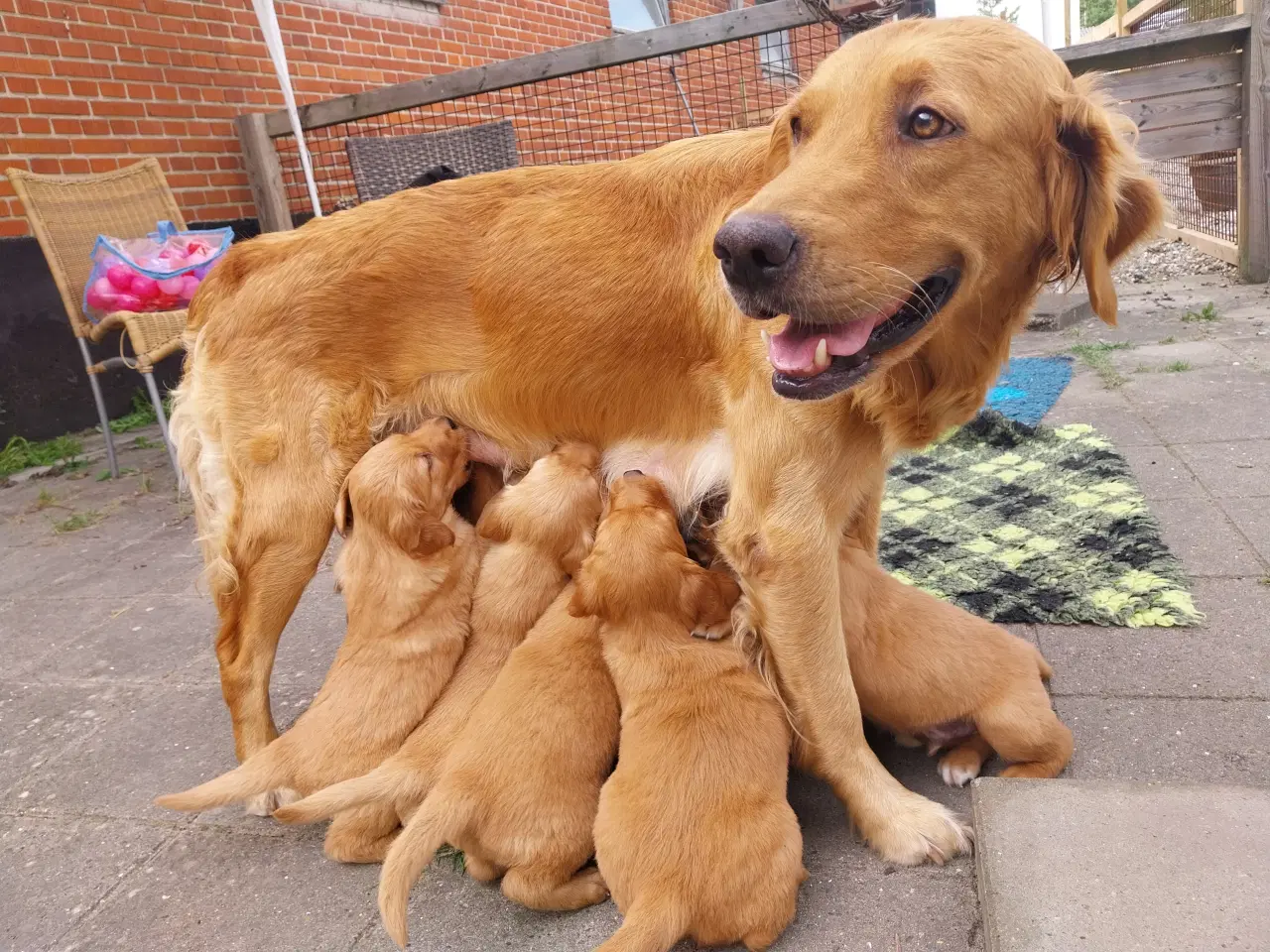 Billede 9 - Golden retriver hvalpe familie og jagthunde 