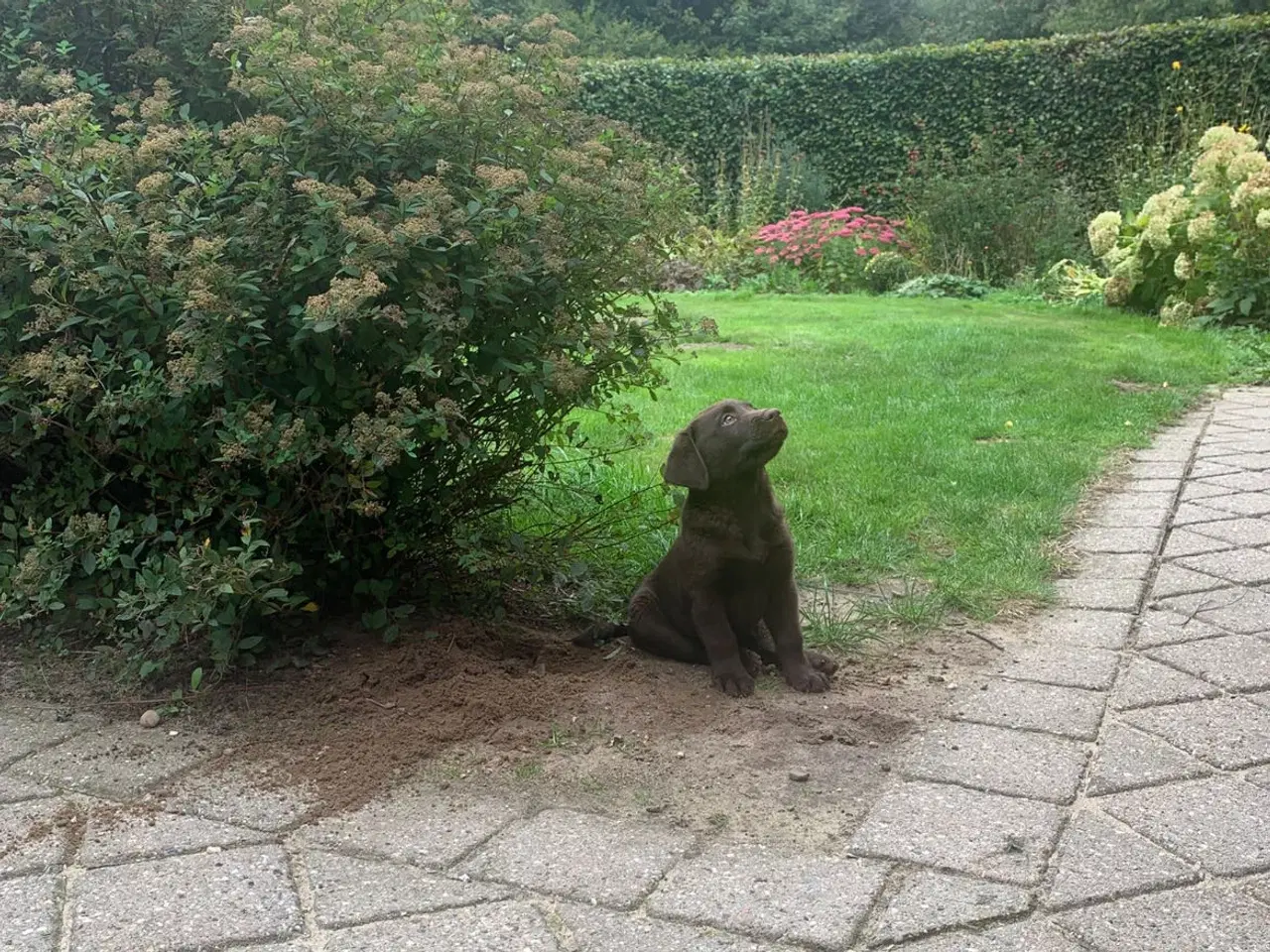 Billede 3 - Brune labrador hvalpe