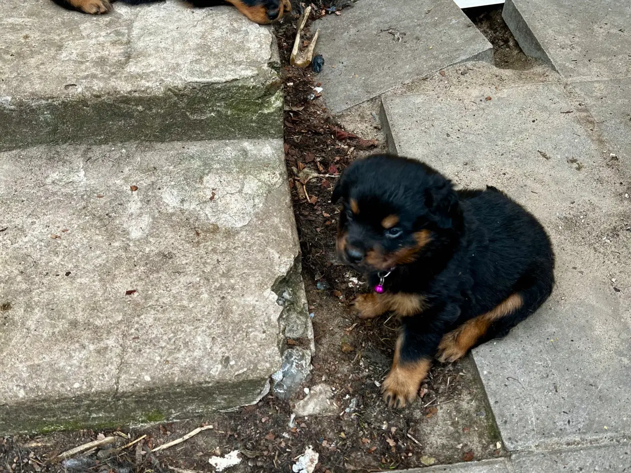 Billede 2 - Rottweiler hvalpe må rejse 20 Juni 2025