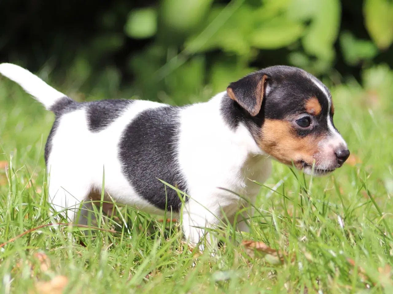Billede 11 - Jack Russell Terrier hvalp 