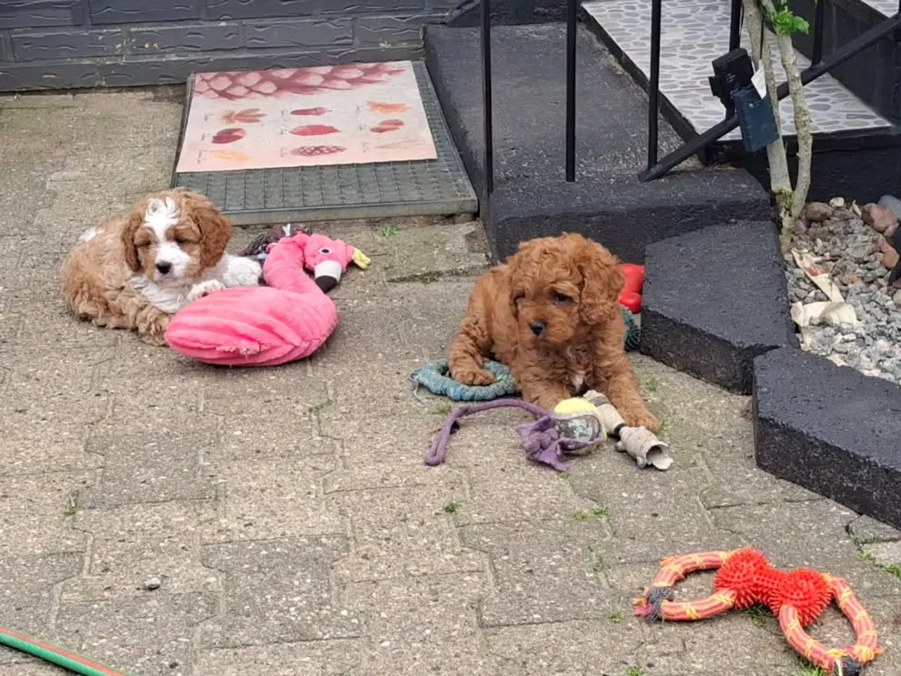Billede 6 - Cavapoo hvalpe