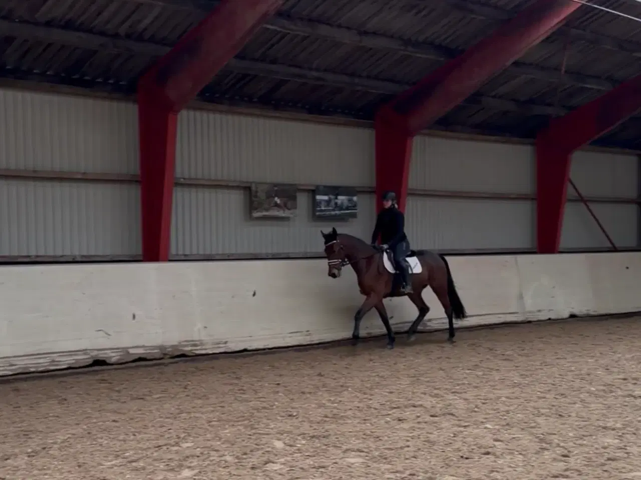 Billede 4 - Redet trav vallak