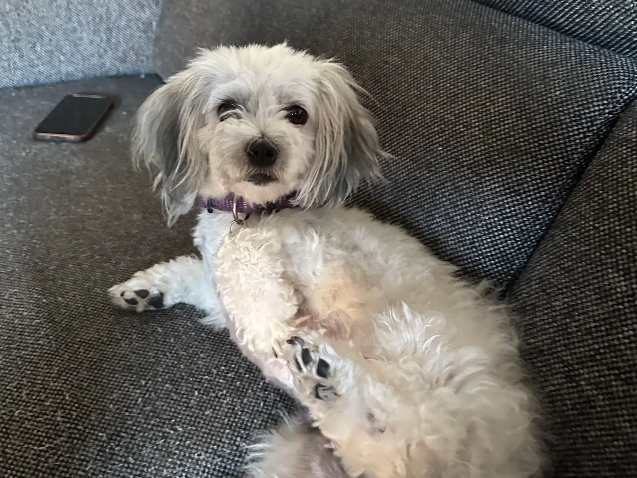 Billede 4 - Malteaser/pekingeser tæve Daisy sælges