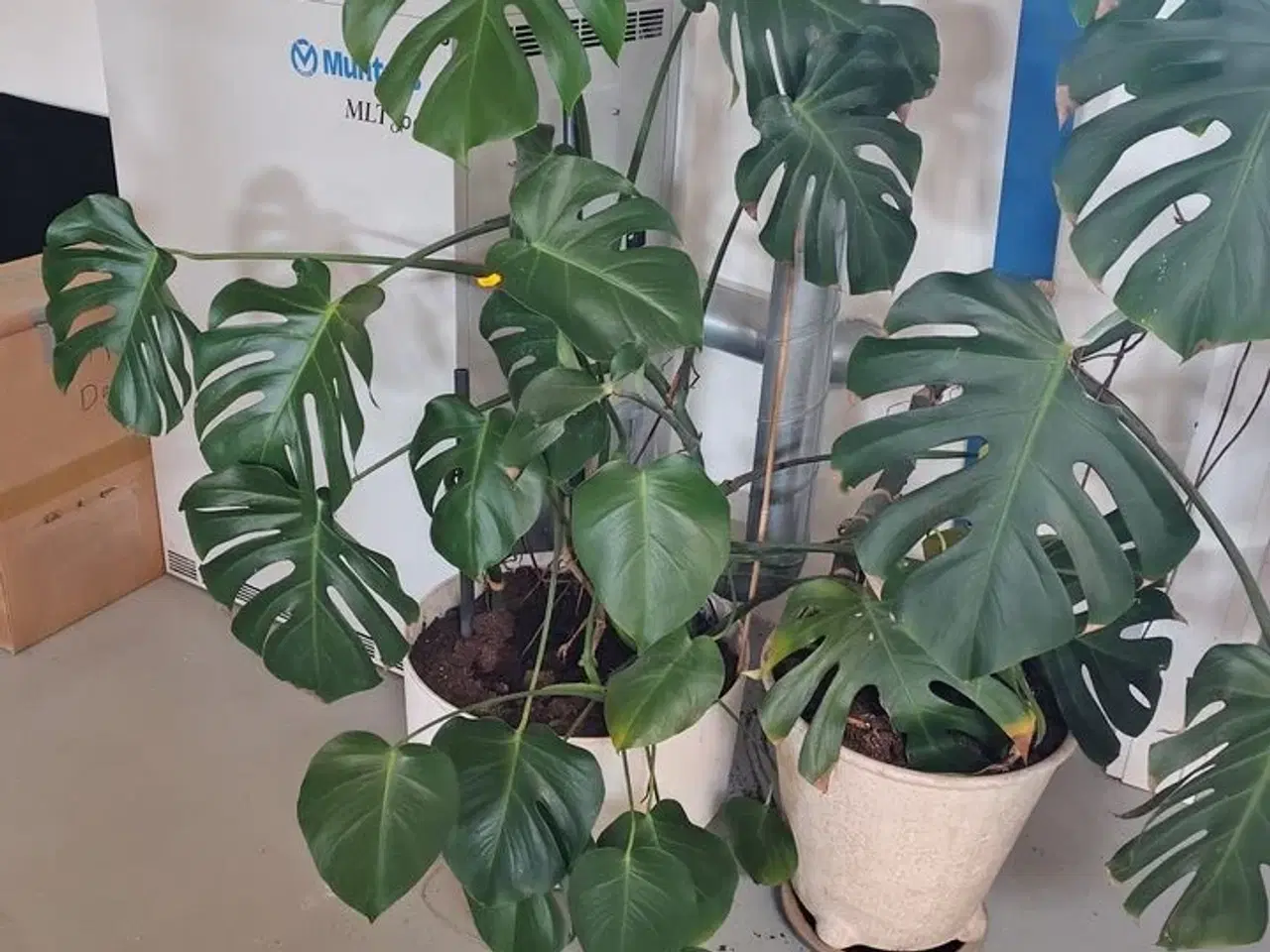 Billede 2 - To grønne planter i krukker