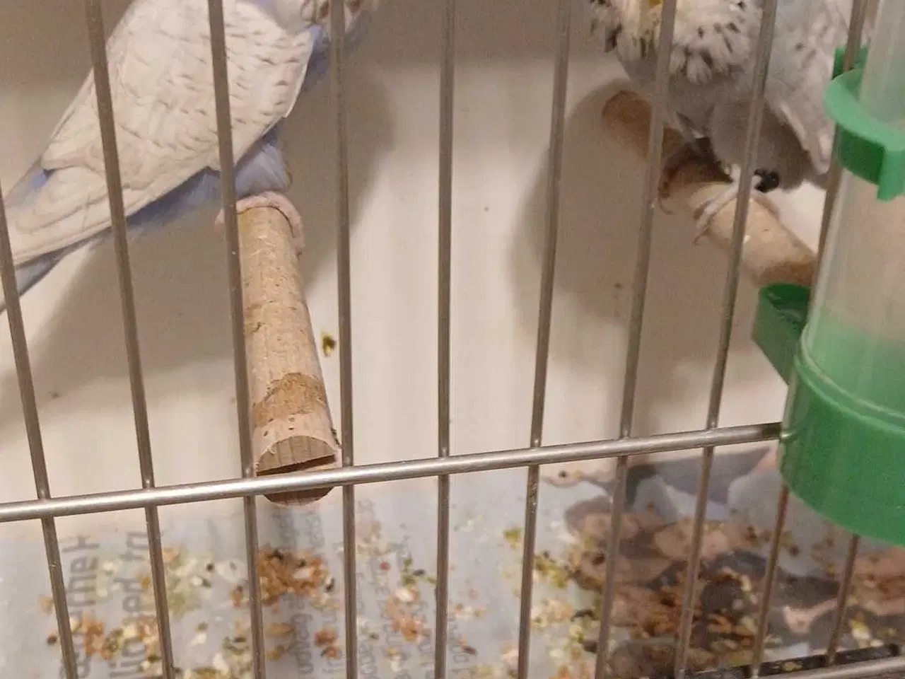 Billede 2 - 1 par Engelske undulater 