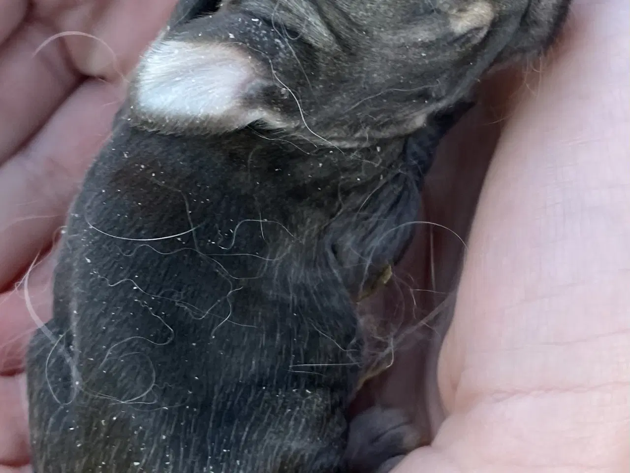 Billede 4 - FRANSK VÆDDER HAN VILDTGRÅ