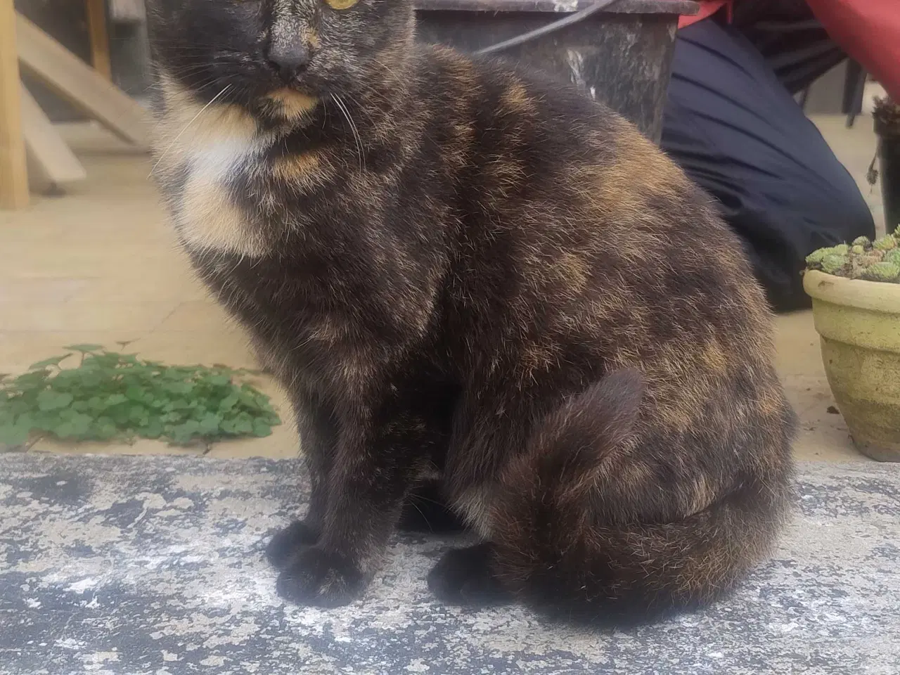 Billede 1 - Kattekilling fra juni 2025