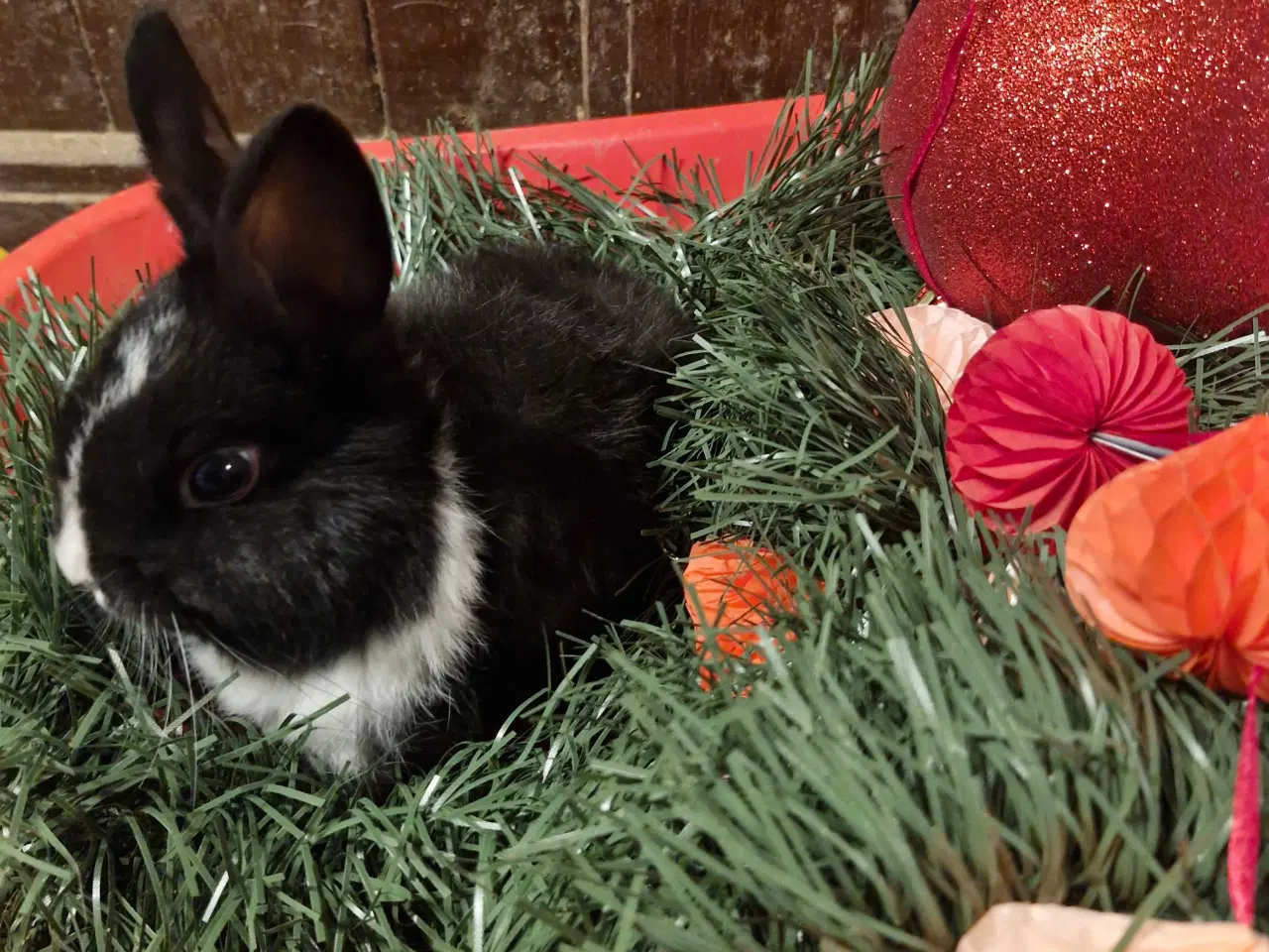 Billede 3 - Hermelin bl. Med mulighed for tilbage levering.