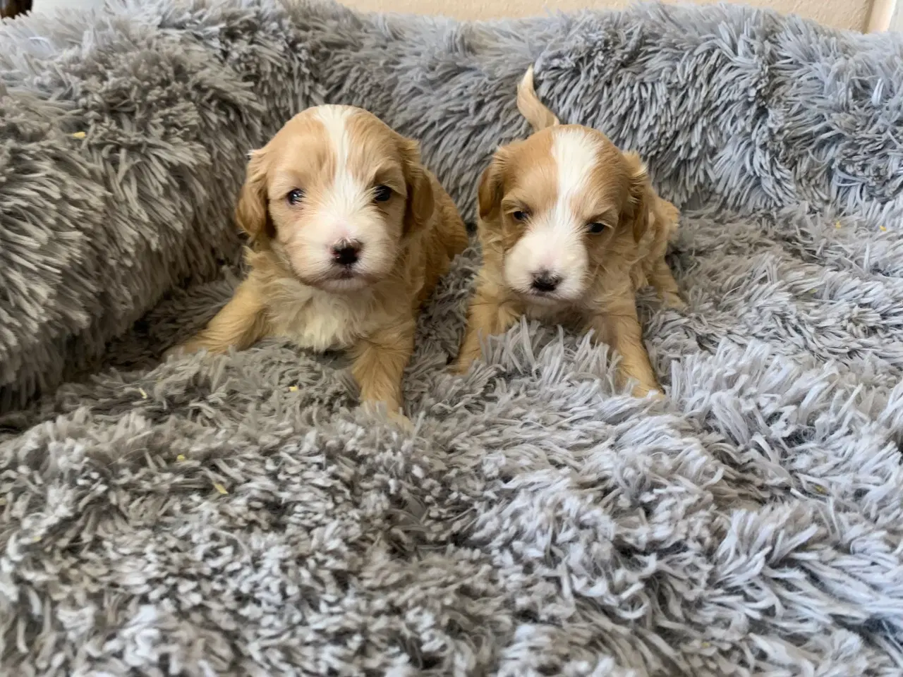 Billede 2 - Små fine Maltipoo babyer 