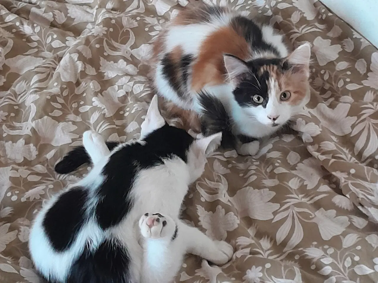 Billede 3 - Katte søger nyt hjem 