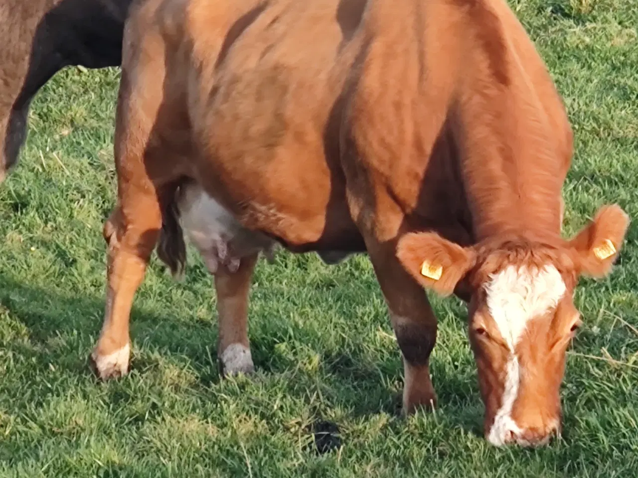 Billede 2 - Kødkvægs køer