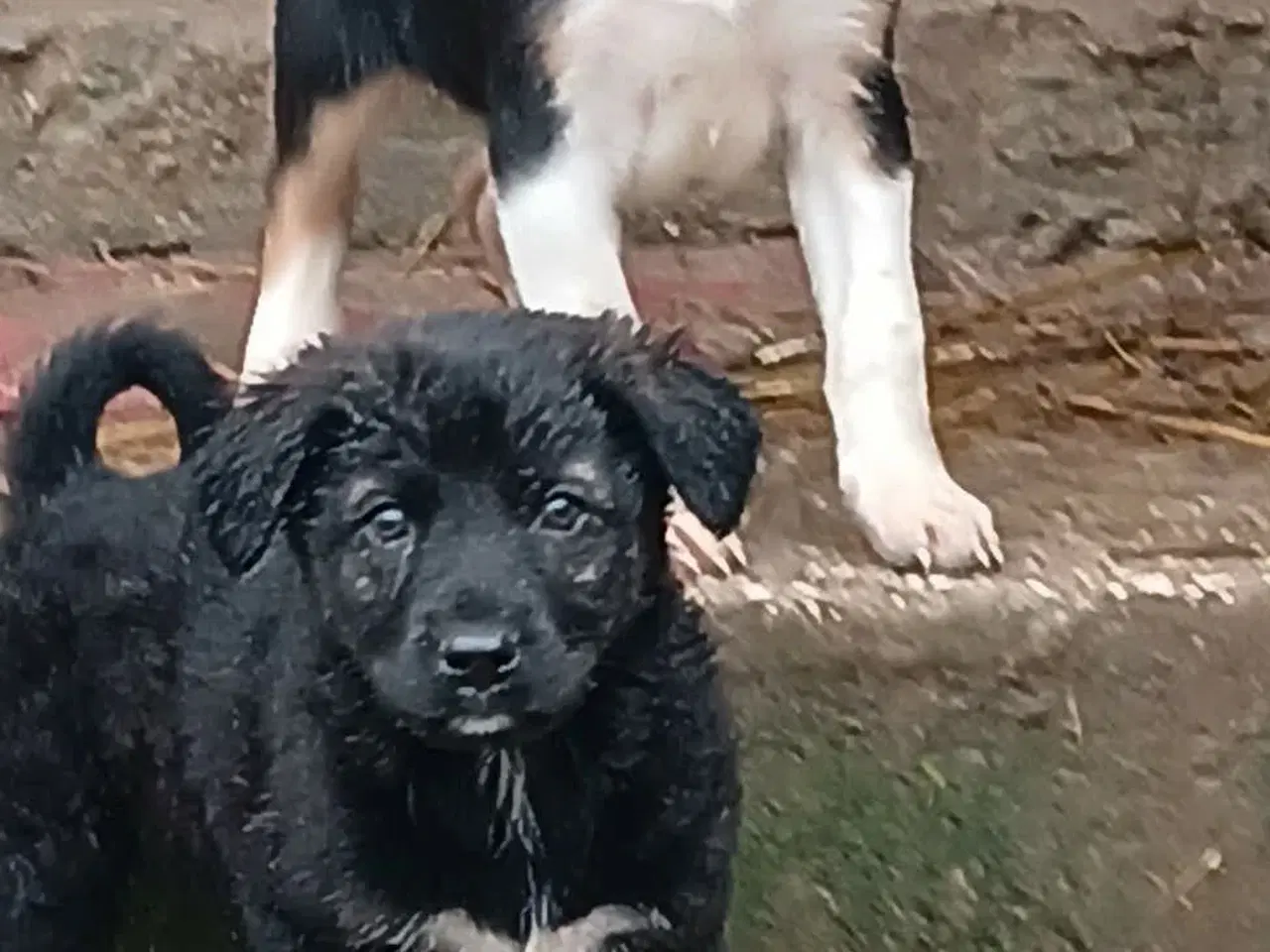 Billede 4 - Lille Zia leder efter sin egen familie 🩷