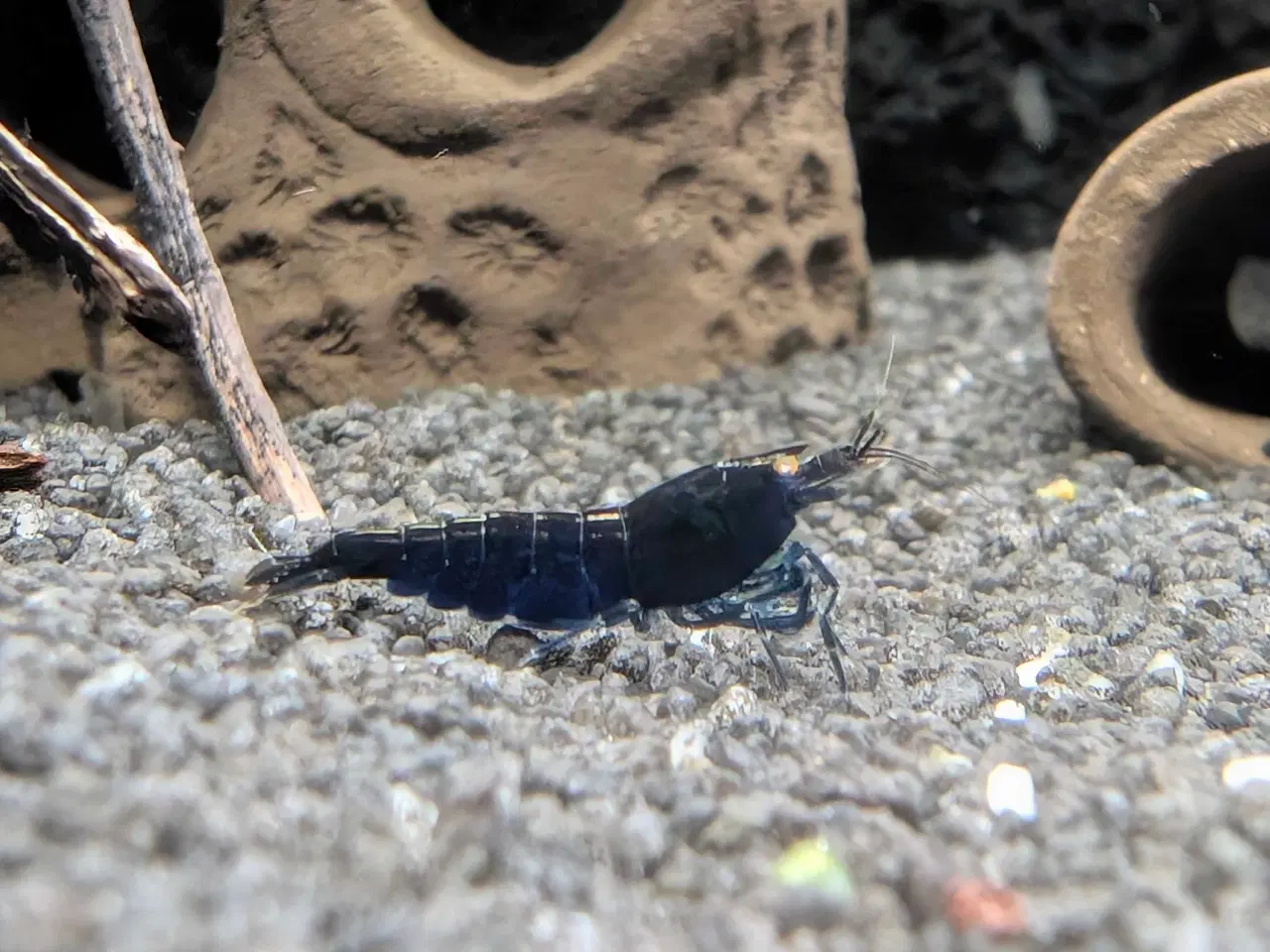 Billede 6 - Caridina Royal Blue Tiger OE reje 