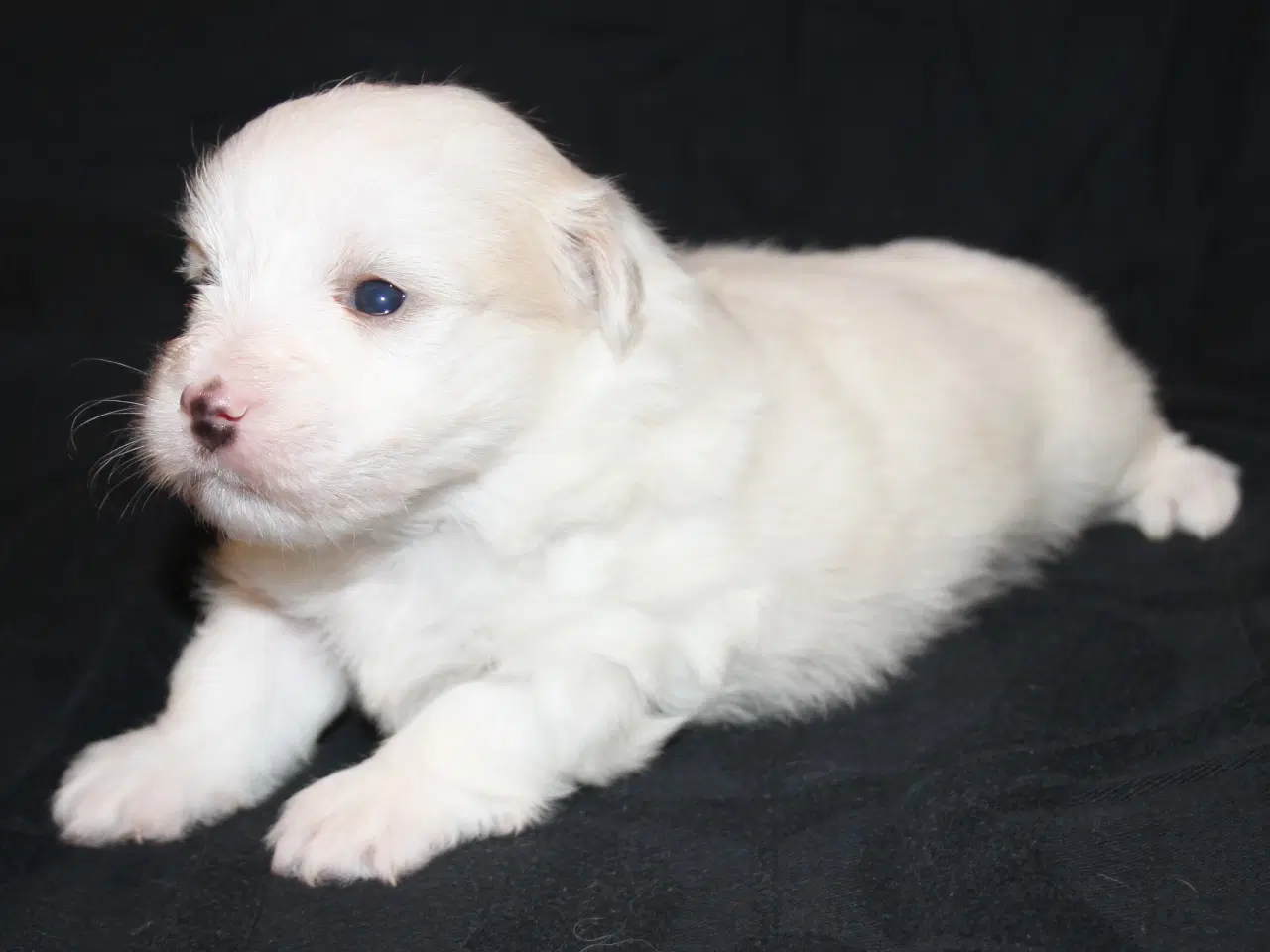 Billede 1 - Coton de Tulear hvalpe