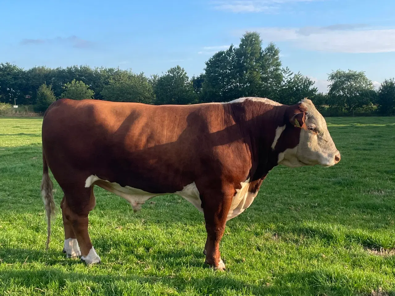 Billede 4 - Hereford tyr sælges 