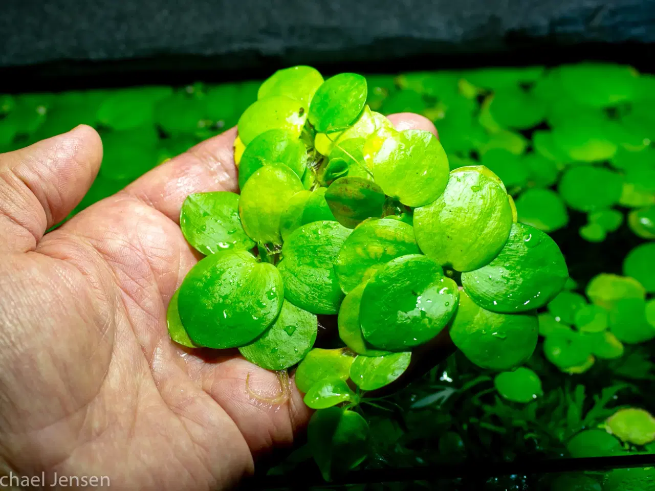 Billede 3 - Frøbid, Frogbit eller Limnobium laevigatum (akvari