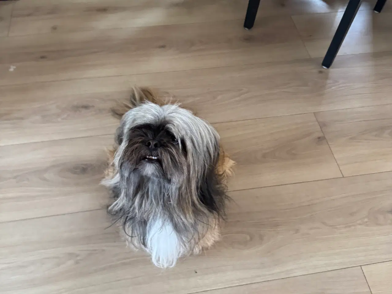 Billede 12 - Lhasa apso han 