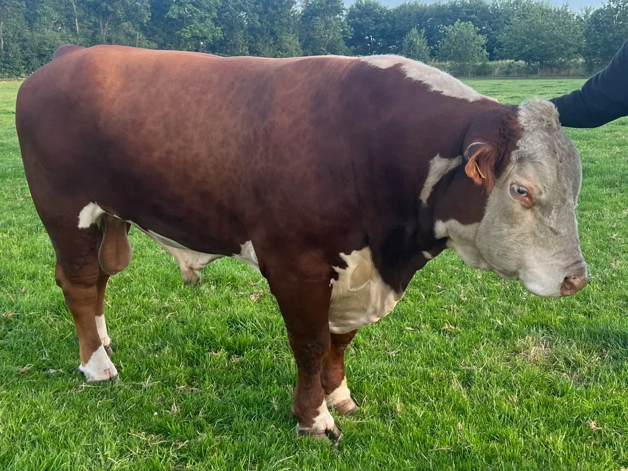 Billede 2 - Hereford tyr sælges 