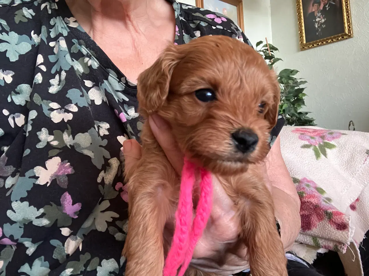 Billede 4 - Cavapoo f2 kennel malekits
