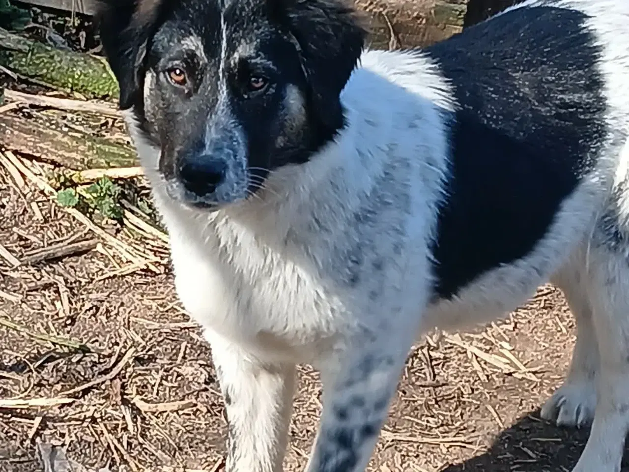 Billede 2 - Vidunderlige Lumos søger et hjem 🩷