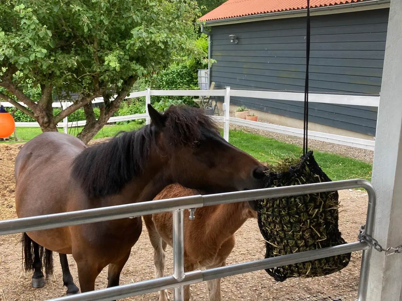 Billede 6 - Sødeste miniature pony sælges